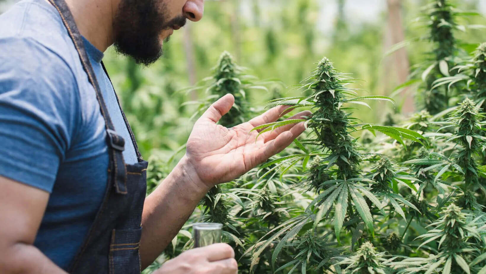 THCA Flower Clearance Buying Tips and Tricks
