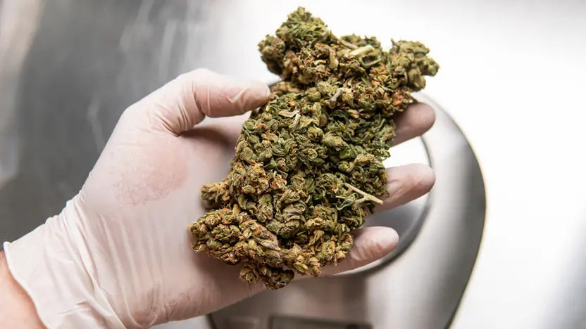 THCA Wholesale