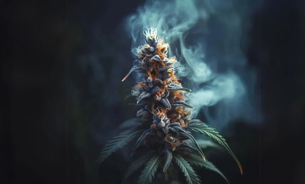 Does THCA Turn into Delta 9 When Smoked