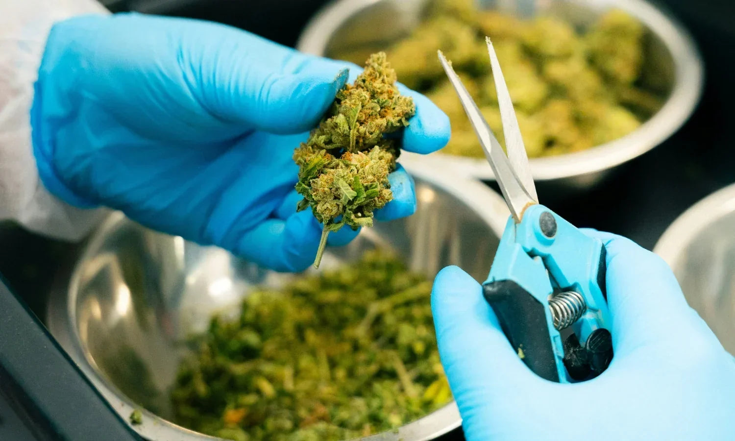 How Is THCA Flower Made