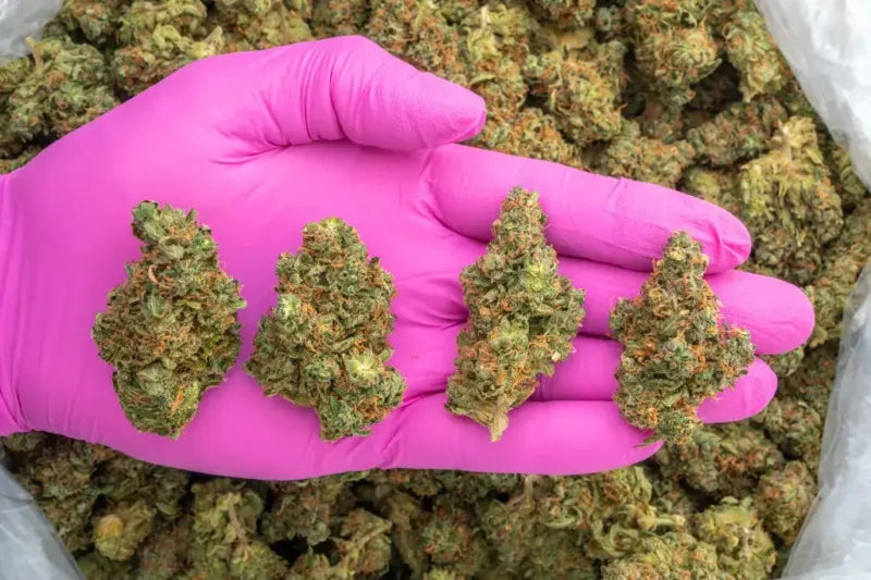 How to Choose Sativa THCA Flower
