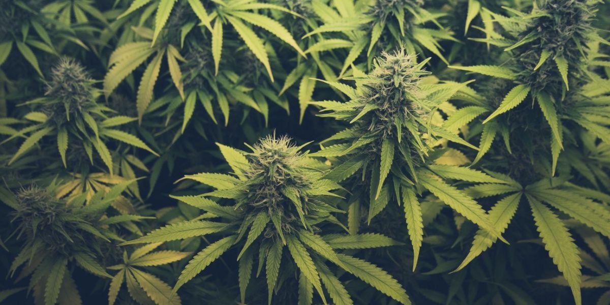 THCA vs Delta 9