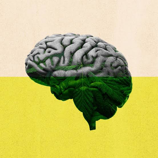 What Does THCA Do to the Brain