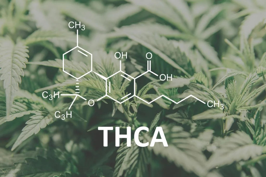 What Is a High THCA Percentage