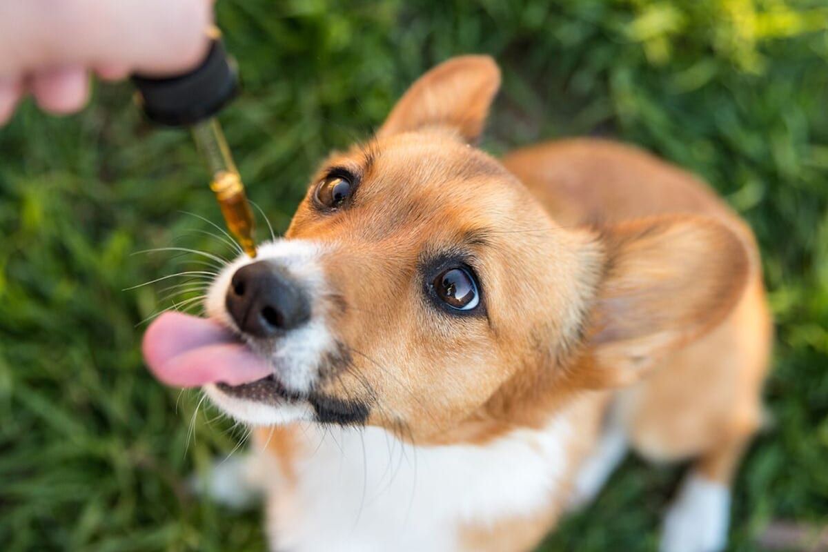 The Benefits Of Dog CBD Products