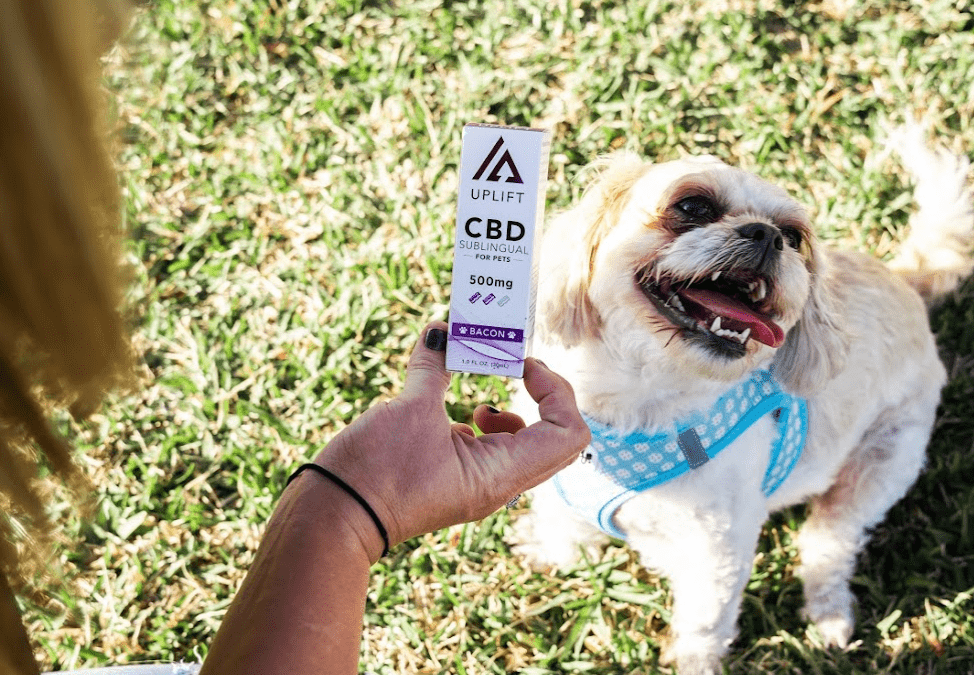 Dog CBD Products: The Newest Addition In Pet Medicine