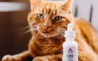 Where to Buy CBD Oil for Pets