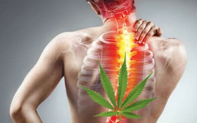 Does Delta 8 Help With Back Pain