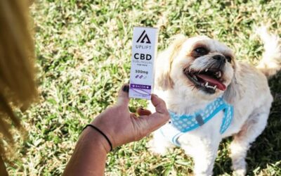 CBD Products for Pets: What You Need to Know