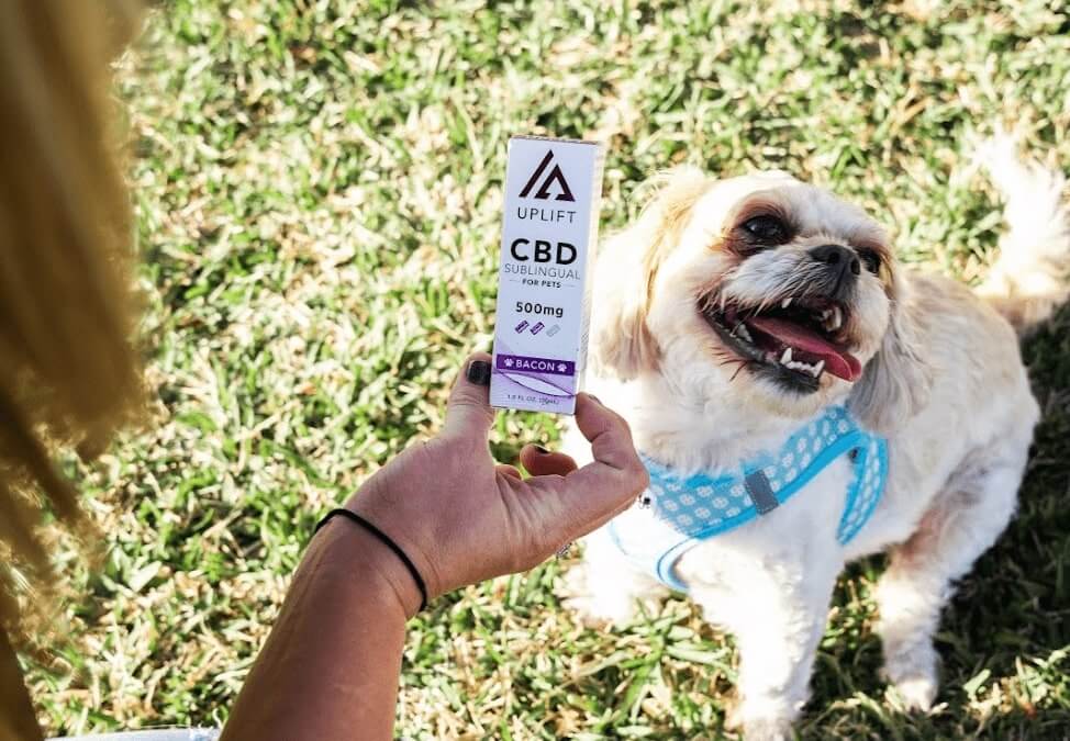 CBD Products for Pets: What You Need to Know