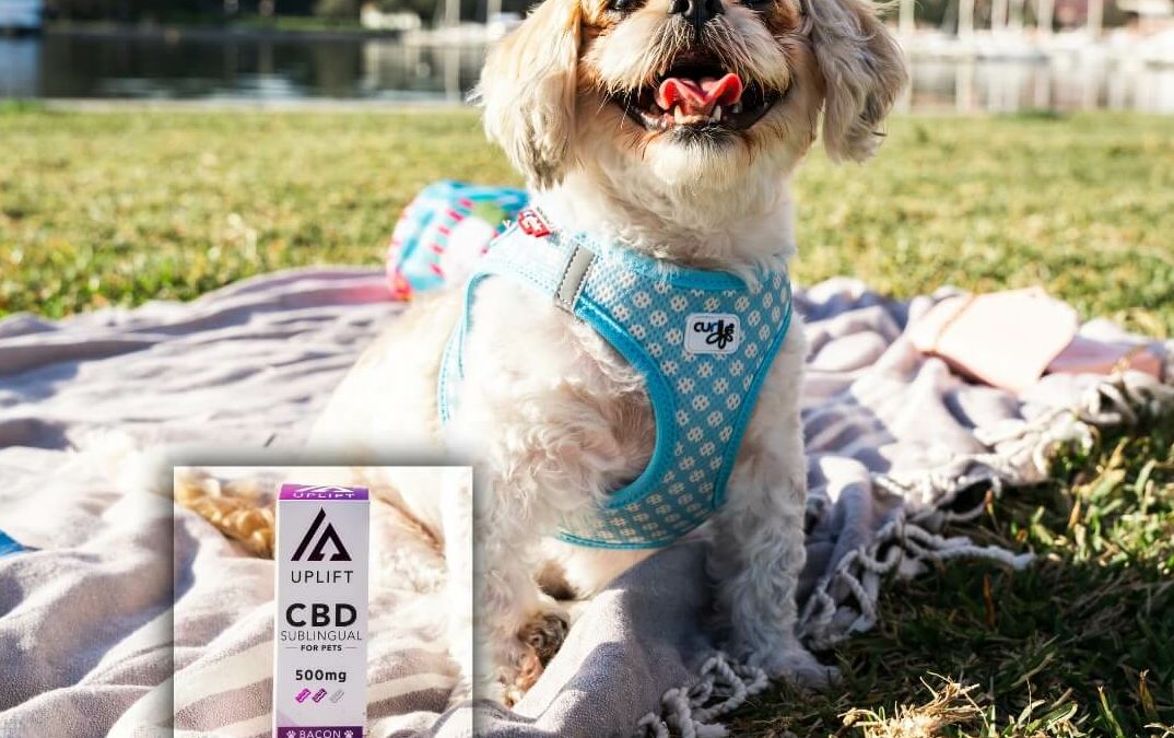 What Does CBD Do for Dogs?