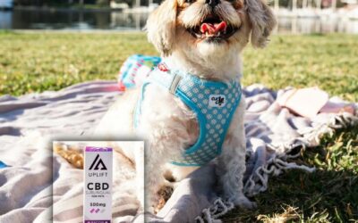 What Does CBD Do for Dogs?