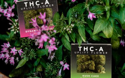 How to Grow THCA Flower