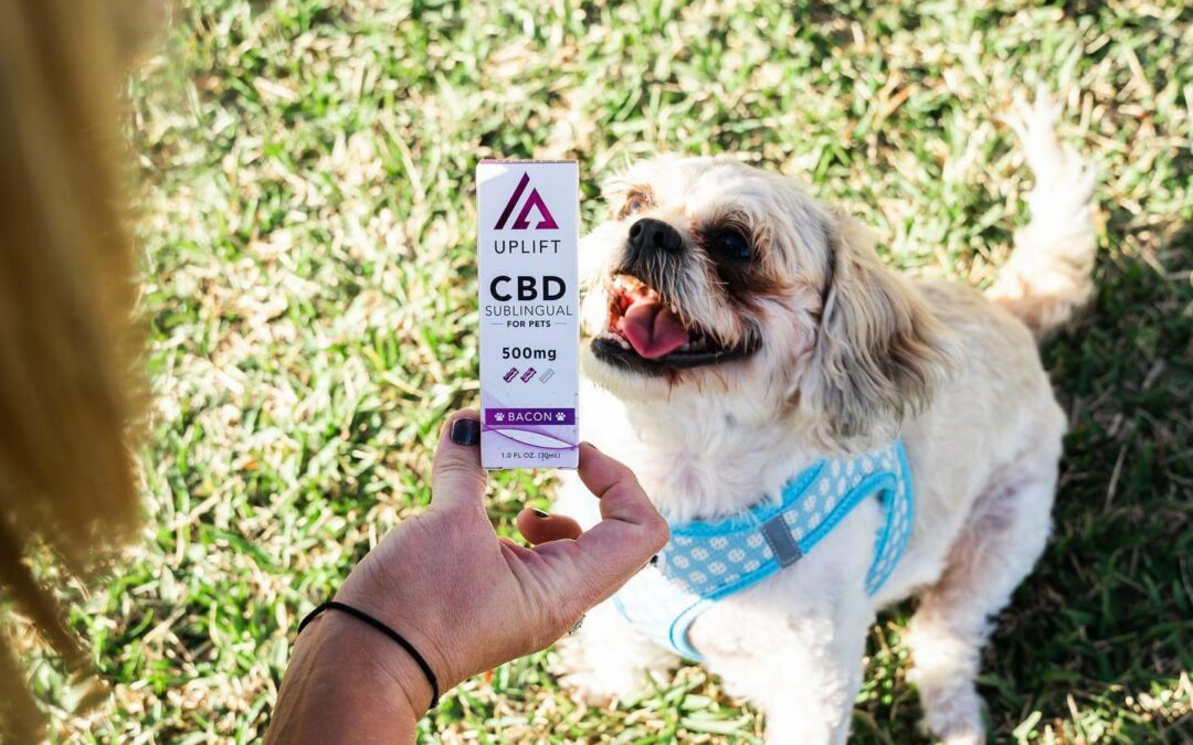 How Long Does CBD Stay in Dogs System