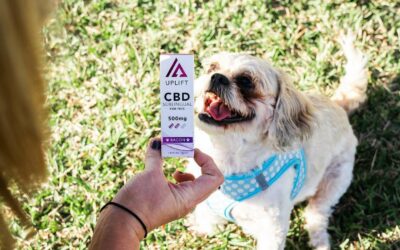 How Long Does CBD Stay in Your Dog’s System?